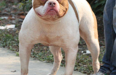 斗牛犬好养吗,了解其性格与饲养要点